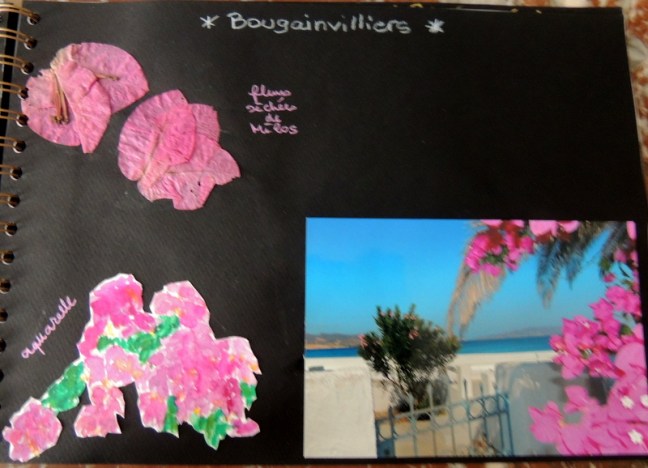 Bougainvilliers