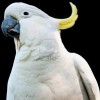 11429692-oiseau-d-39-australie-un-cacatoes-blanc-avec-une-c