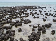 300px-Stromatolites_in_Sharkbay