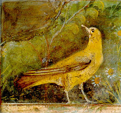 oiseau-20jaune-20jardin-20Naples